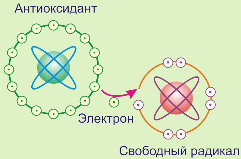 Продукты, богатые антиоксидантами