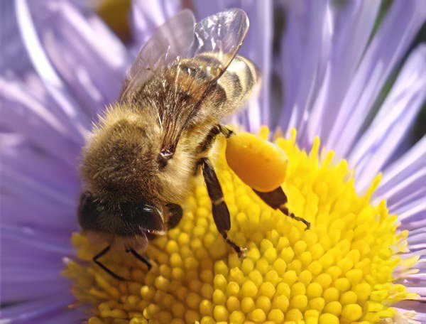 Цветочная пыльца - свойства и применение цветочной пыльцы