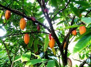 дерево какао бобов