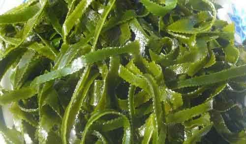 Как выращивать морскую капусту в домашних условиях?