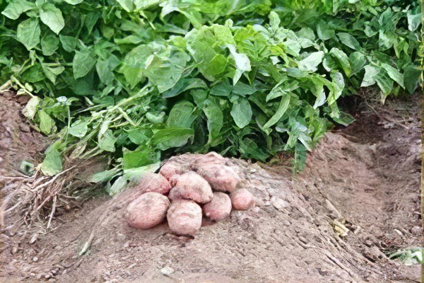 Картофель Virashivanie-kartofelya65