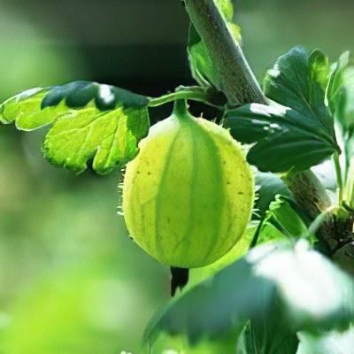 ����������� ����������