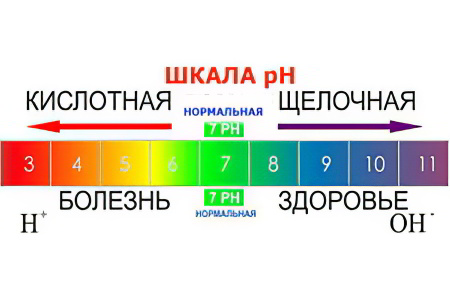 Щелочная Реакция Мочи Диета