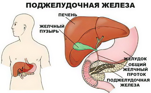 Очищение поджелудочной/железы с помощью петрушки с молоком Podzhelydochnaya