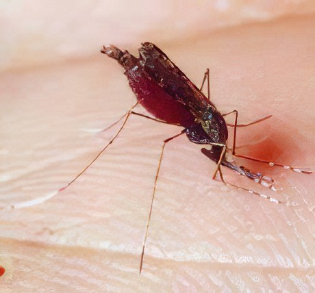 распространение малярии