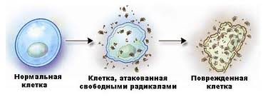 Вред свободных радикалов