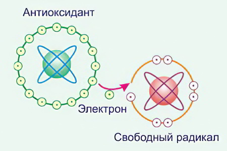 Норма радикалов в крови thumbnail