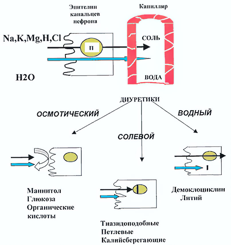 Петлевые диуретики