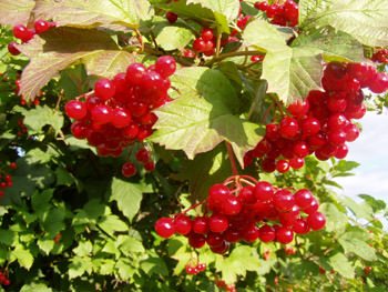 плоды калины плоды калины