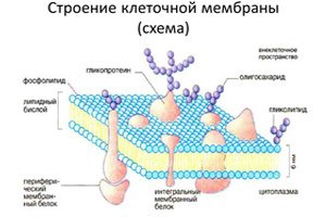 Строение клеточной мембраны