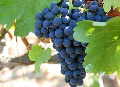 Тёмный виноград