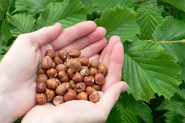 Польза и калорийность лесного ореха thumbnail