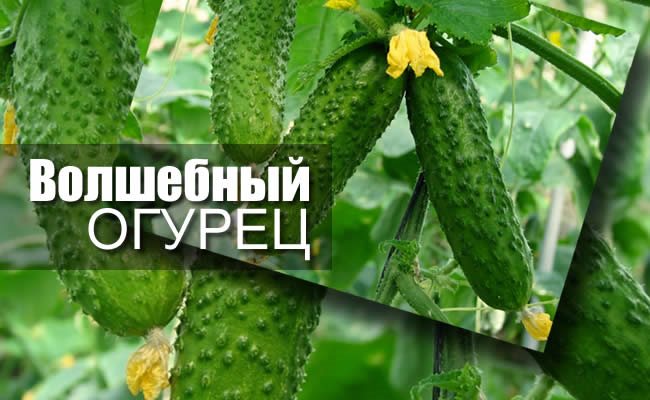 Шкурка огурца польза и вред