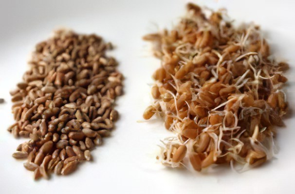 Пшеница лечебные свойства и противопоказания thumbnail