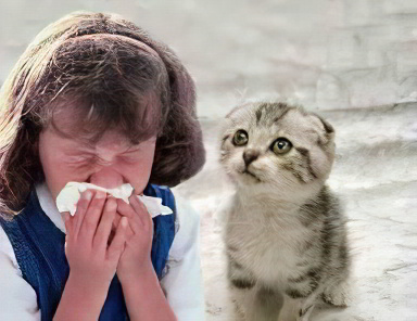 Аллергия на кошек
