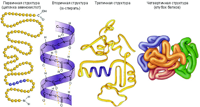 Глобулины в крови