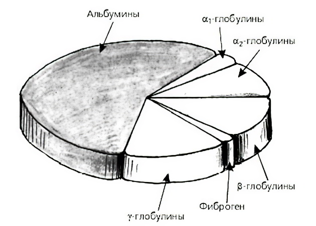 Глобулин в крови что это такое норма thumbnail