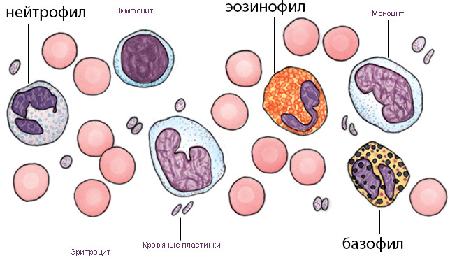Зачем организму нужны гранулоциты