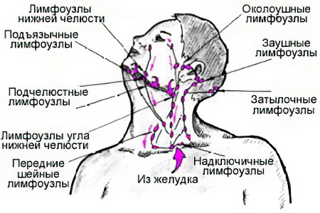 лимфатический узел