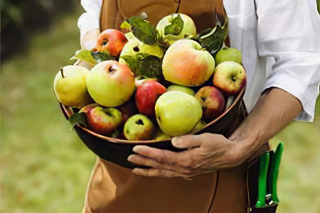 Яблочная диета вред и польза и вред thumbnail