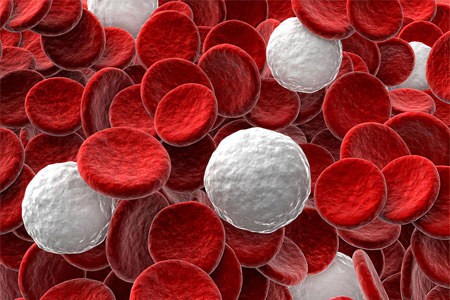 Что такое моноциты в крови повышены у взрослого причины норма thumbnail
