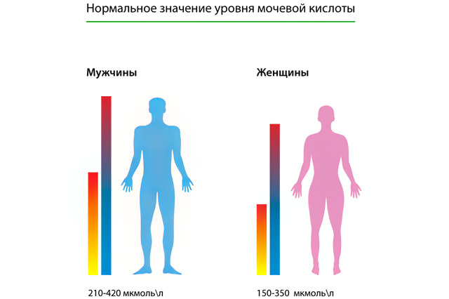 Норма мочевой кислоты