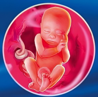 23 неделя беременности