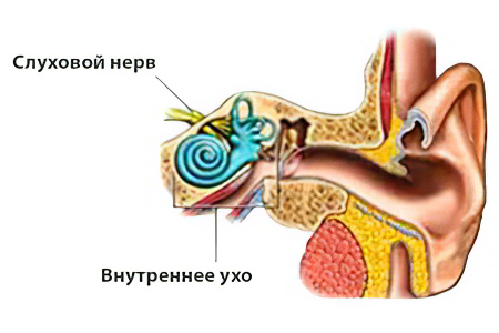 Анатомия слухового нерва