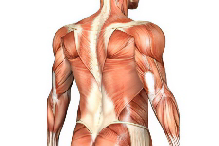 атрофия мышц спины
