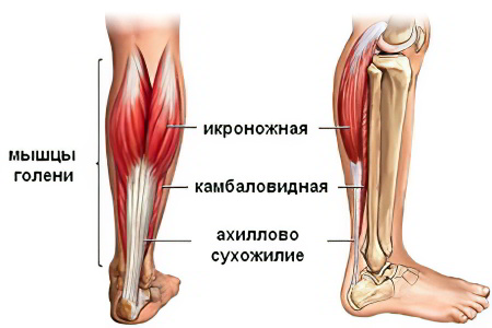 Что может болеть в голени