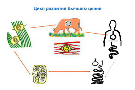 Жизненный цикл развития бычьего цепня