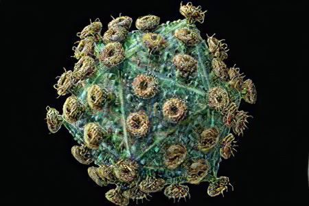 Вирус герпеса 2 простого типа