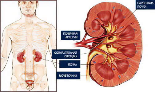 изменения паренхимы почек