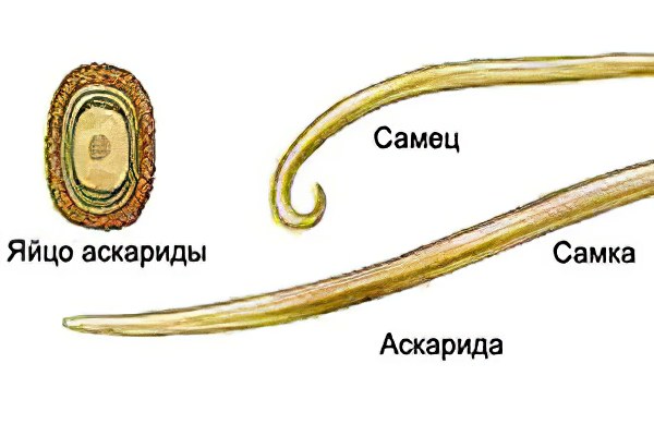 Как выглядят аскариды