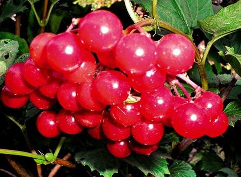 Мерцательная аритмия – лечение мерцательной аритмии народными ...