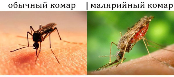 малярийный комар малярийный комар
