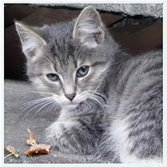 Кот Кот