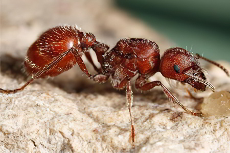 Красный огненный муравей