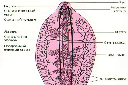 Половая система печёночного сосальщика