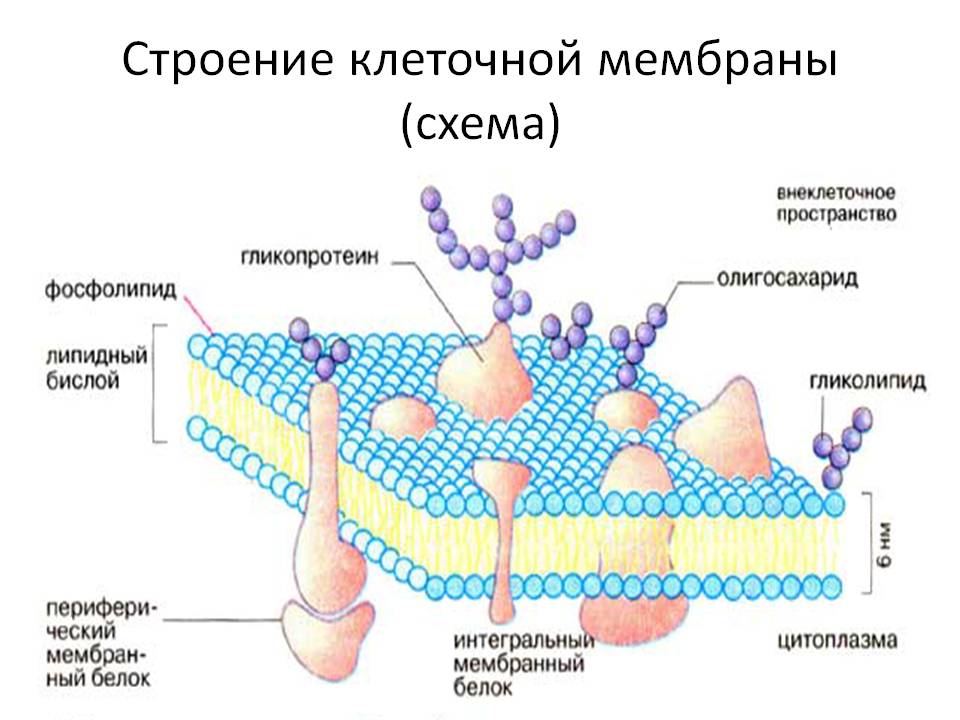 Строение клеточной мембраны