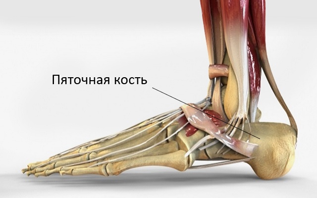 Особенности строения пятки человека