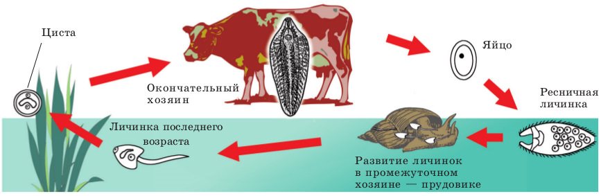 Цикл развития печёночного сосальщика, вызывающего описторхоз