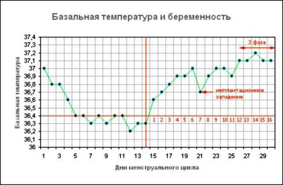 Базальная температура и беременность