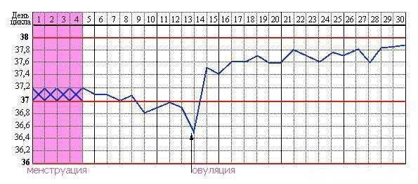 Температура во время менструации и овуляции