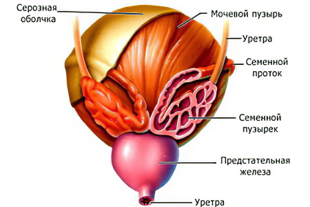 Везикулит