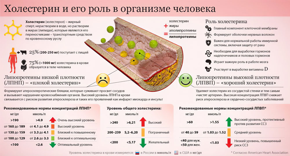 Холестерин и его роль в организме человека