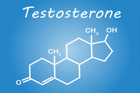 Участие в синтезе тестостерона