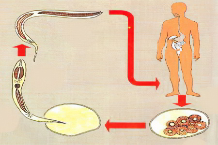 Жизненный цикл анкилостомы