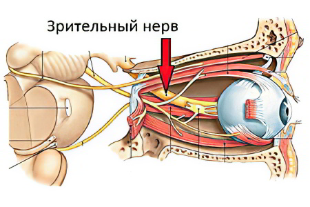 Анатомия глаза и зрительного нерва