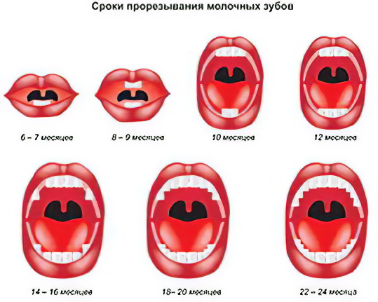 Прорезывание молочных зубов